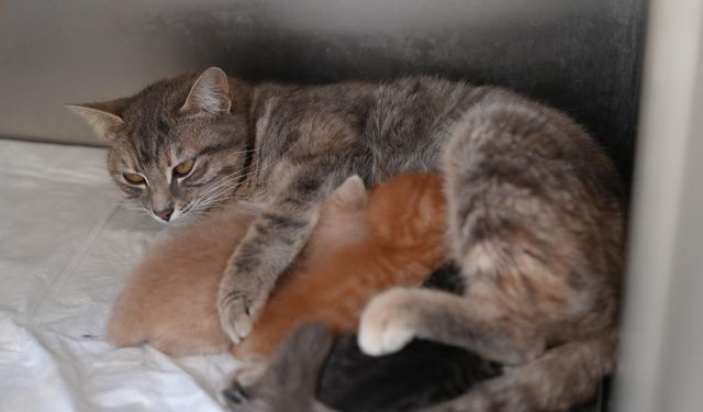 Düzce'de ölmek üzere olan yavru kediler süt anneyle hayata döndü