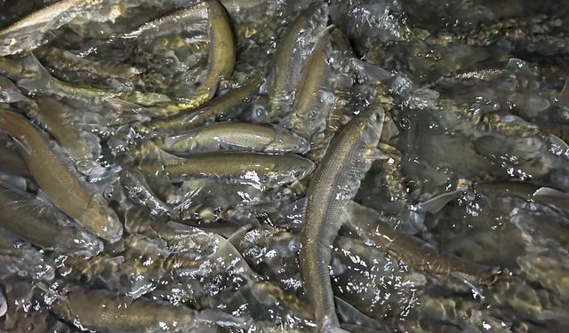 Van Gölü'nde "tersine" şölen: İnci kefali yola çıktı!