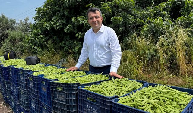Hatay'da arazide bereket dolu fasulye hasadı
