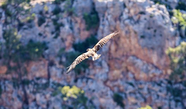 Antalya'da iyileşen kızıl şahin tekrar doğada