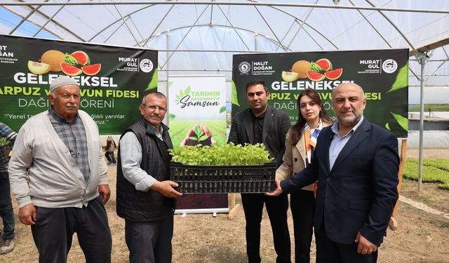 Samsun'da çiftçiye ücretsiz fide desteği