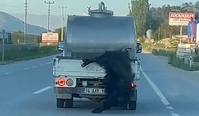 Bolu’da tepki çeken görüntü! Kurbanlığı aracın arkasına bağlayıp kilometrelerce taşıdı