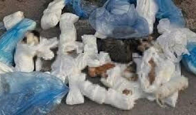 Çöpte 33 ölü kedi bulunmuştu: Veteriner tutuklama talebiyle hakimlikte!