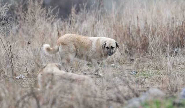 Hatay'da sokak köpeği dehşeti