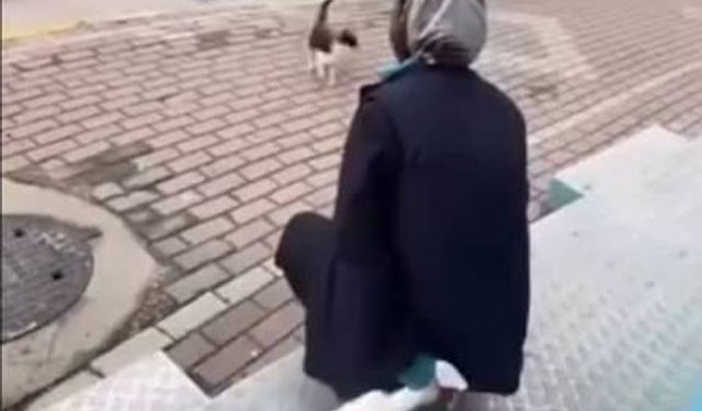 Yüzüne yağ çözücü sıkılan kediden haber geldi