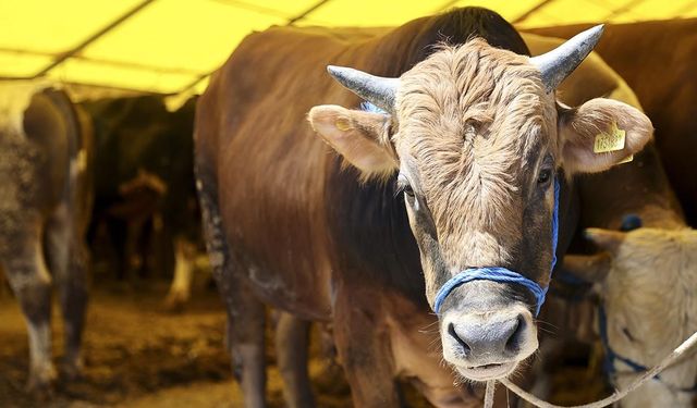 İzmir’de şap alarmı büyüyor! Hayvan hareketleri için kritik çağrı