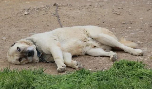 Onlarda da mutsuzluk çıktı! Sivas'ta Kangal köpekleri depresyonda