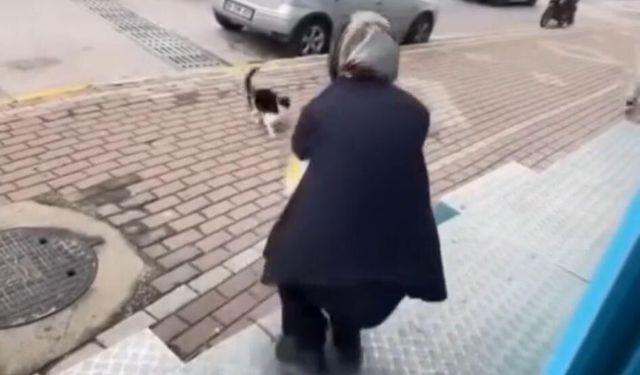 Markette skandal: Sevmek için çağırdığı kediye yağ sökücü sprey sıktı!