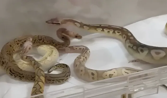 İstanbul'da şoke eden sayıda yılan beslenen eve baskın