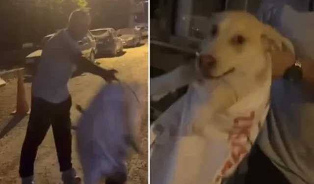 Çuvala koyulan köpeği, hayvansever kadın kurtardı!