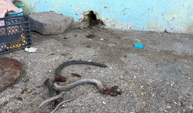 Şanlıurfa'da yılanı vurmaya çalışan kişi vatandaşlara kurşun saçtı