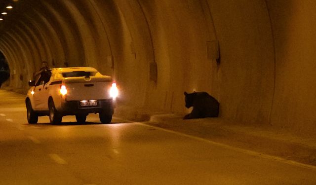 Otomobilin çarptığı ayı tünelden kaçıp dereye düştü