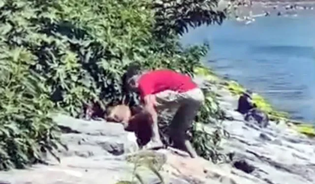Avcılar'da vahşet: Köpeğini dakikalarca acımasızca dövdü!