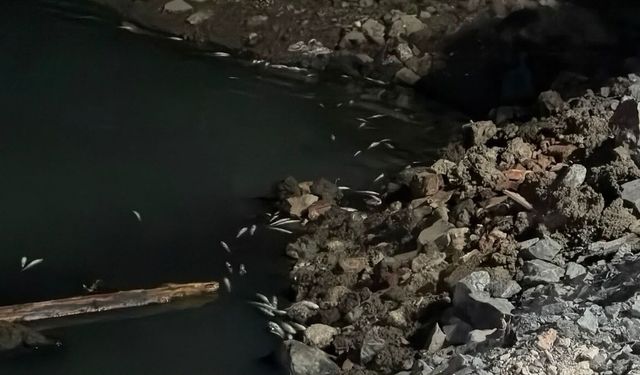 İstanbul’da endişelendiren toplu balık ölümleri herkesi şoke etti!