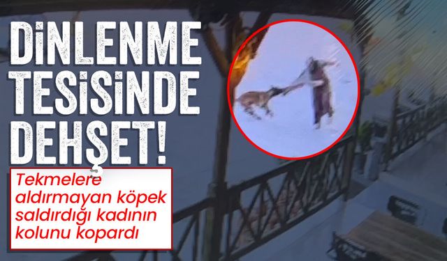Tekmelere aldırmayan başıboş köpek kadının kolunu kopardı