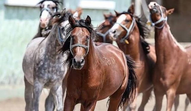 TİGEM 61 safkan Arap tayını satışa çıkarıyor