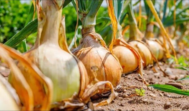 Kuru soğanda gümrük vergisi düzenlemesi! Ticaret Bakanlığı kararı duyurdu