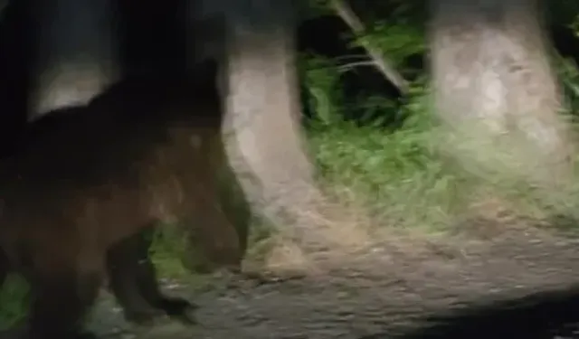 Soğuksu Milli Parkı'nda yaban hayatına başıboş köpek tehdidi!