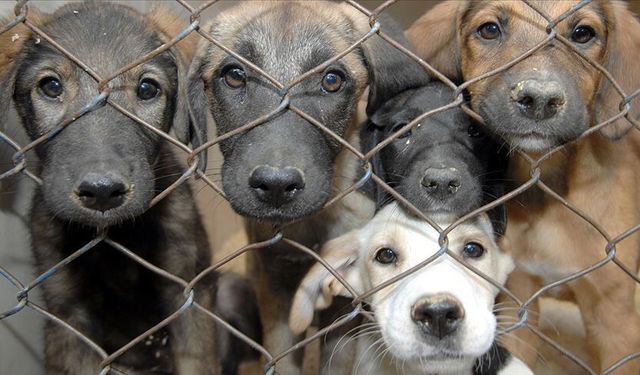Sokak köpekleri sorunu nasıl çözülebilir?