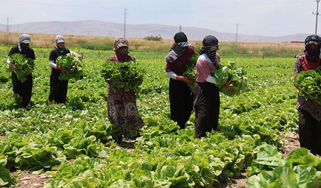 Tarlada 5, markette 50 lira: Konya'da marul üreticisi zararda