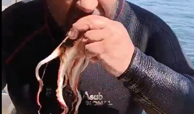 Ordulu dalgıçtan tepki çeken görüntü! Yakaladığı ahtapotu canlı canlı yedi