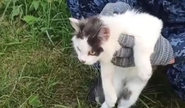 Suç şebekelerinin yeni yöntemi: Yasaklı maddeyi kediyle taşımaya kalktılar