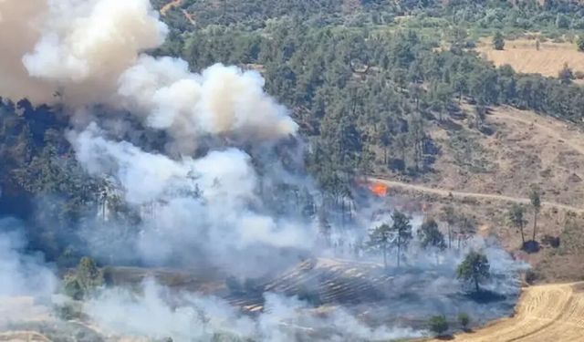 3 ilimizde orman yangını! Otoyol kapatıldı, alevler fabrikaya sıçradı
