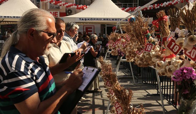 Taşköprü sarımsağı güzellik yarışmasında kapıştı!