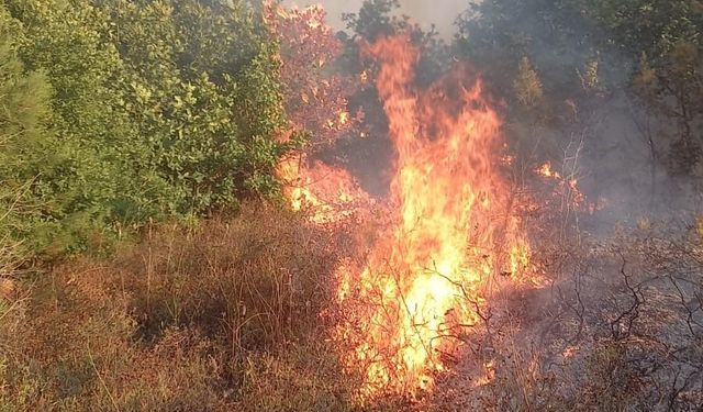 Kocaeli'nin Karamürsel ilçesinde korkutan orman yangını