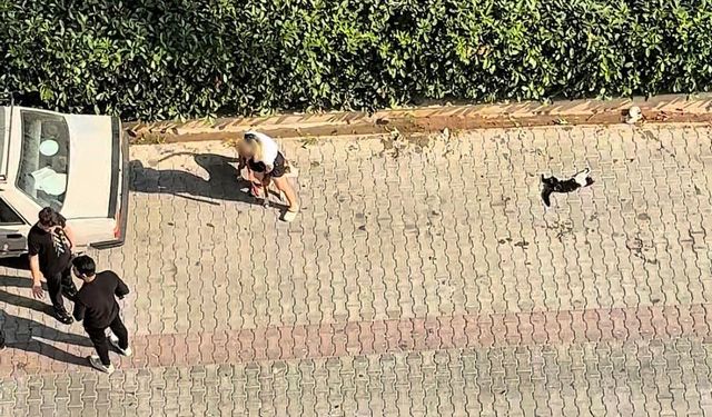 Adana’da Pitbull’un telef ettiği kediyi besleyen mahalle sakinlerinden sahibine tepki