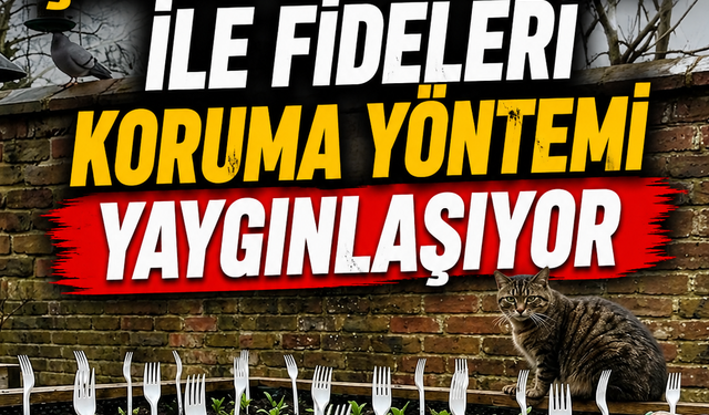 Bahçelerde Çatal Kullanımı ile Fideleri Koruma Yöntemi Yaygınlaşıyor