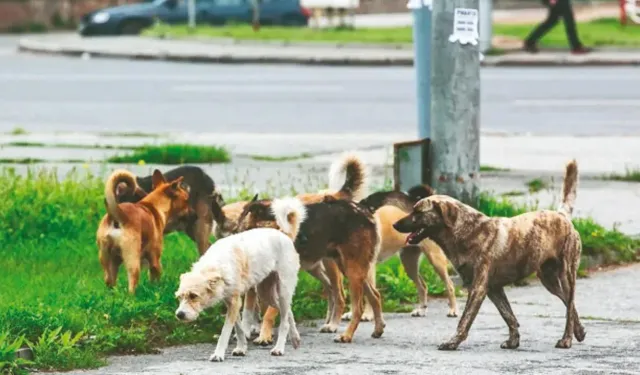 Yargıtay'dan emsal karar: Köpeklerin saldırısında malul kalan kadın tazminat kazandı