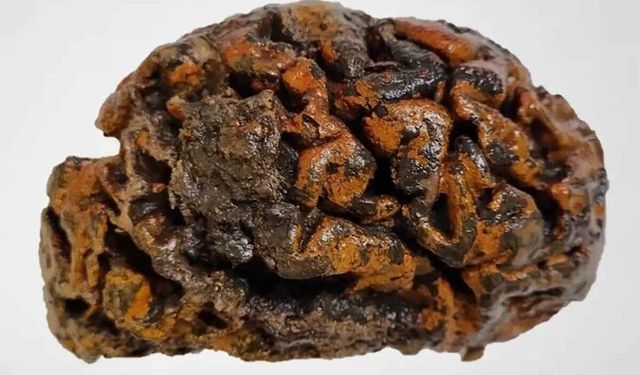 12 bin yıllık insan beyinleri bulundu! Çürümeyi durduran mekanizma açıklandı