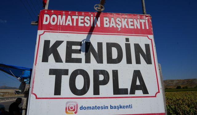 Ayaş’ta domates hasadında yeni dönem: Vatandaş tarlasına girip kendi topluyor