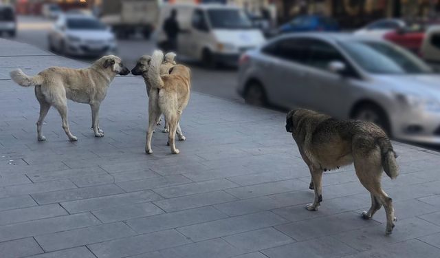 81 ilde yeni denetim başlıyor! Müfettişler sahaya inecek