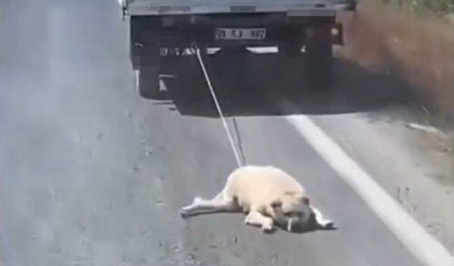 Köpeği kamyonetin arkasına bağlayıp sürükleyerek götürdü! Şanlıurfa'daki vahşet kamerada