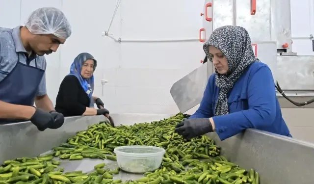 Çubuk’ta turşu mesaisi başladı! Festival öncesi hazırlıklar hızlandı