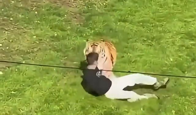Hayvanat bahçesinde dehşet! Kaplanların bulunduğu alana giren şahıs hayatını kaybetti