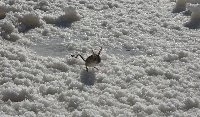 Tuz Gölü'nde şaşırtan karşılaşma: Arap tavşanı ortaya çıktı