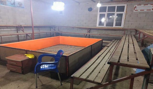 Horoz dövüşü yapanlara 130 bin lira ceza!