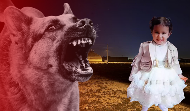 Bakan Yerlikaya net konuştu: Sahipsiz köpekler derhal toplanacak!