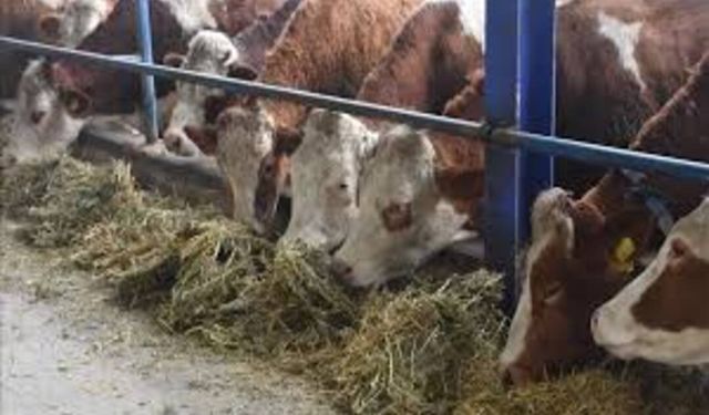 Şarkışla canlı hayvan pazarı yeniden açılacak