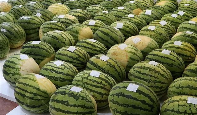 Bu da oldu! Halden 700 kilo karpuz çaldılar