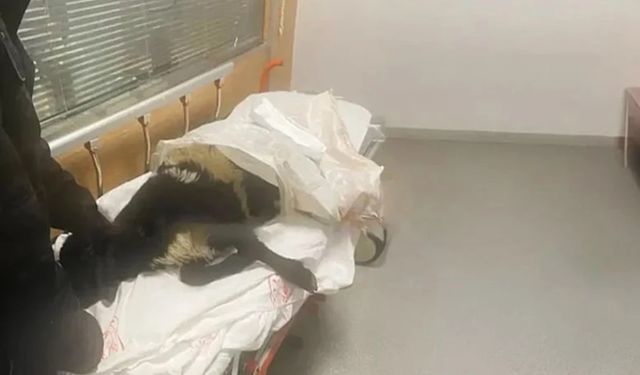 Şaşkınlık veren olay! Ayağı kırılan koyunu acile götürdü, ortalık karıştı