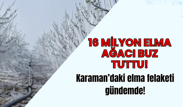 Elma cenneti Karaman’da şok görüntüler: 16 milyon elma ağacı buz tuttu!