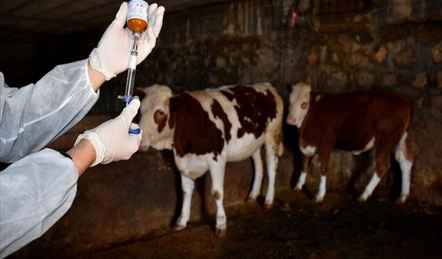 Şap vakası alarmı: 11 yerleşim yerinde 30 günlük yasak kararı