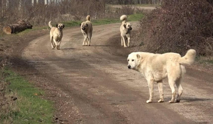 Hayvanseverlerden sokak köpekleri için açlık grevi!