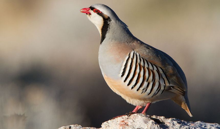 Ava giden avcı fena avlandı!