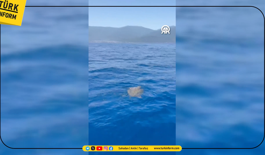 Aydın'da caretta caretta görüntülendi