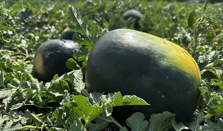 Iğdır’da karpuz hasadı sevinci: İlk toplamalar Oba Köyü’nde yapıldı